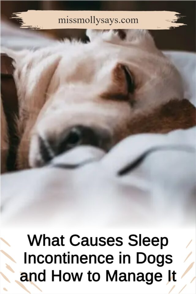 What Causes Sleep Incontinence in Dogs and How to Manage It Miss