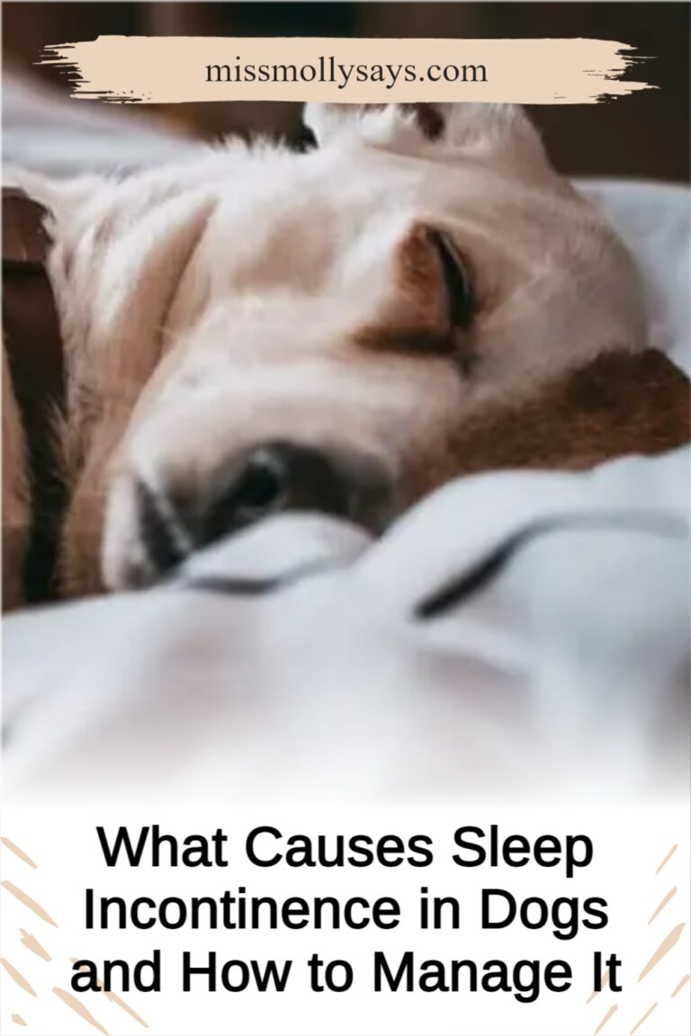 What Causes Sleep Incontinence in Dogs and How to Manage It - Miss ...