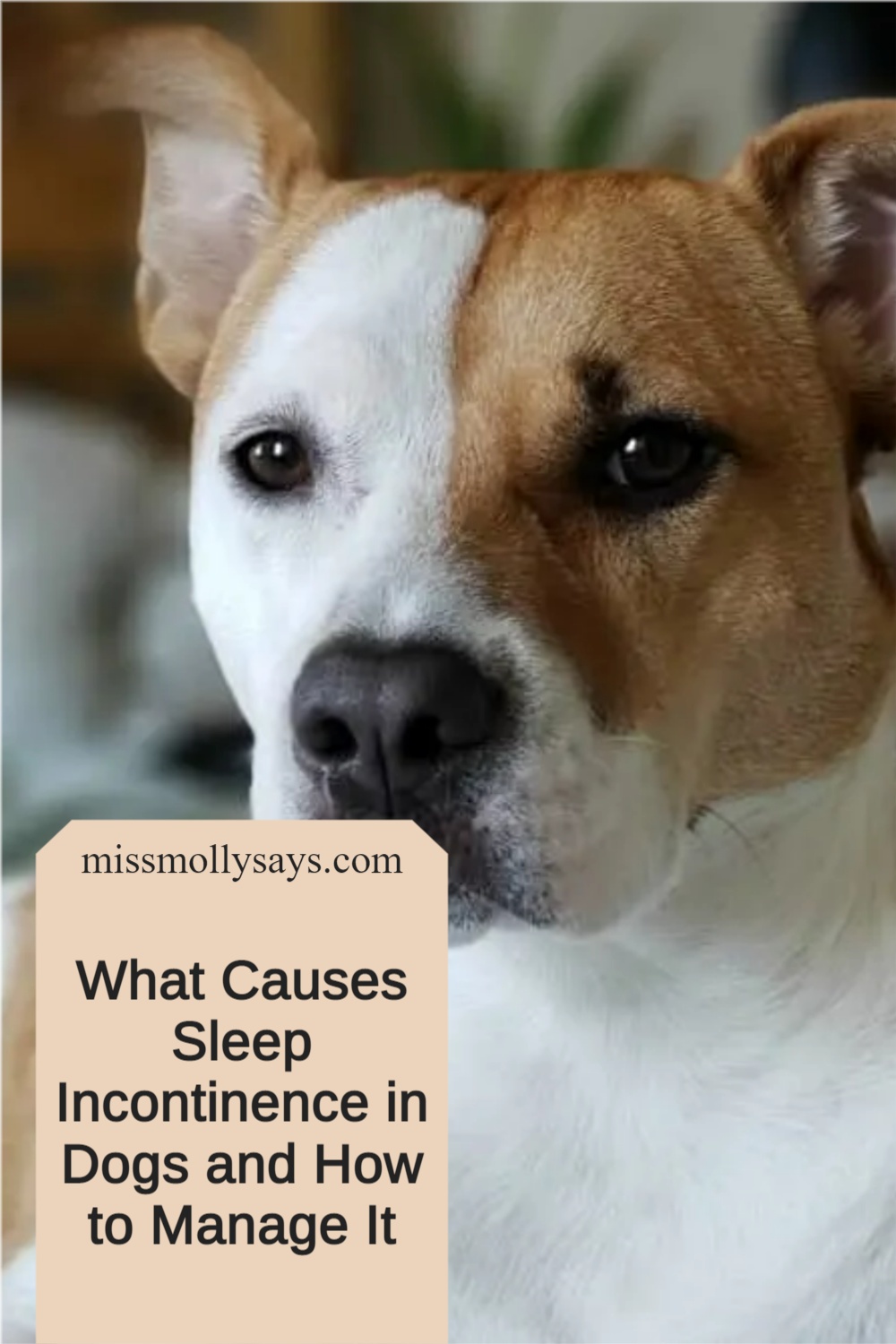What Causes Sleep Incontinence in Dogs and How to Manage It Miss
