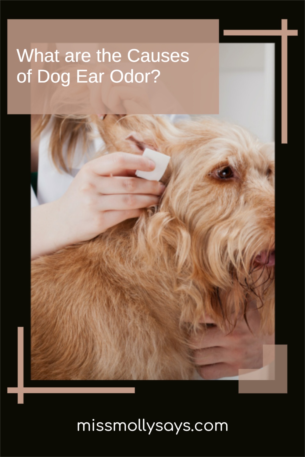 What are the Causes of Dog Ear Odor? Miss Molly Says