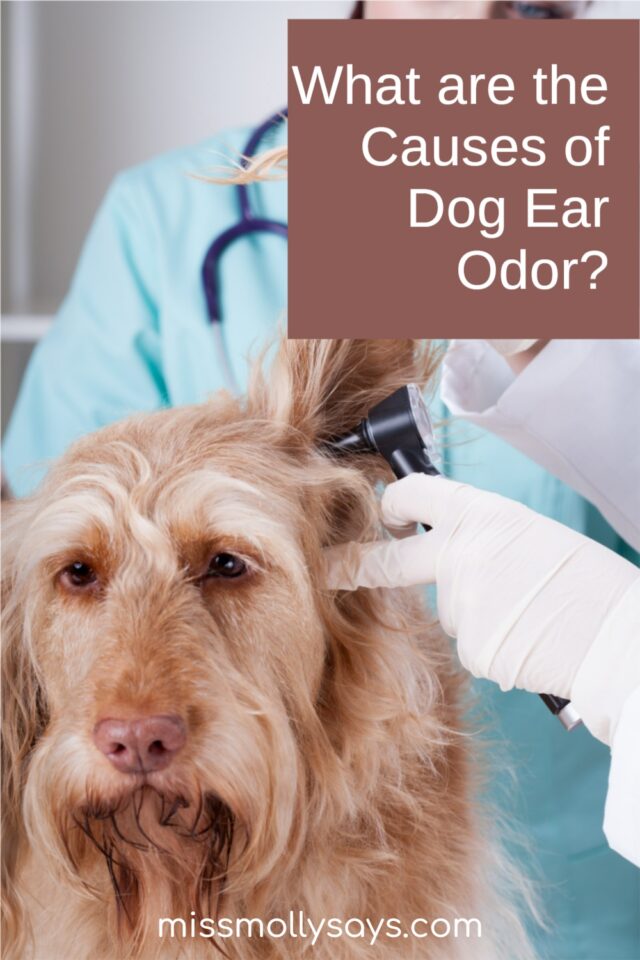 What are the Causes of Dog Ear Odor? Miss Molly Says
