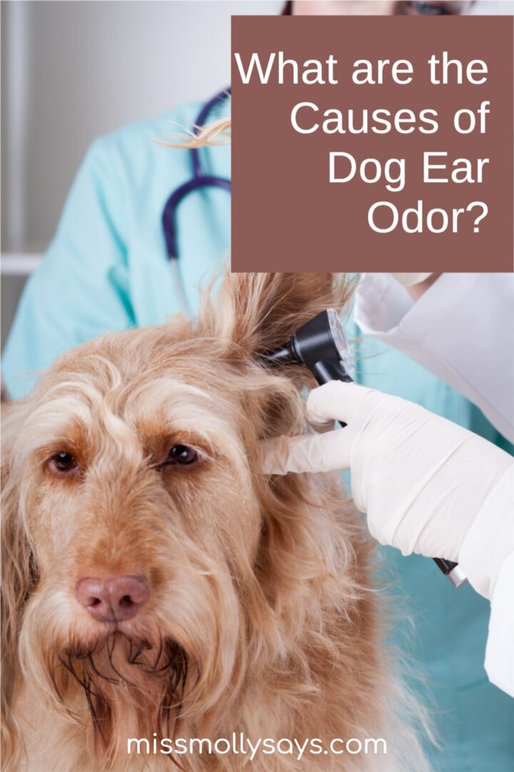 What are the Causes of Dog Ear Odor? Miss Molly Says