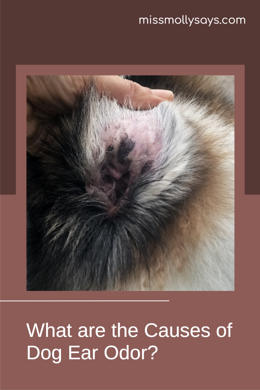 What are the Causes of Dog Ear Odor? Miss Molly Says