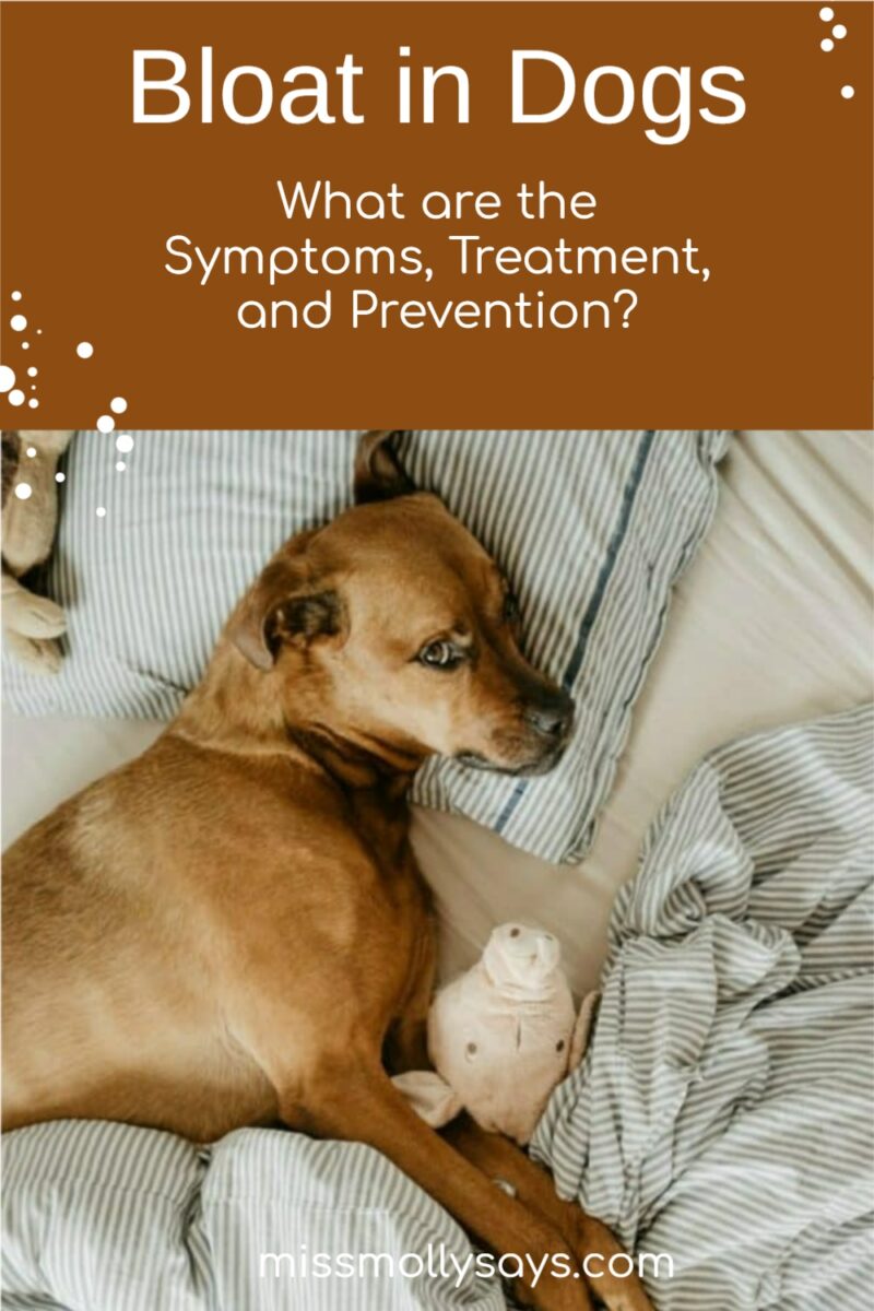 Grass Bloat Symptoms In Dogs photo