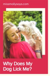 Why Does My Dog Lick Me? - Miss Molly Says