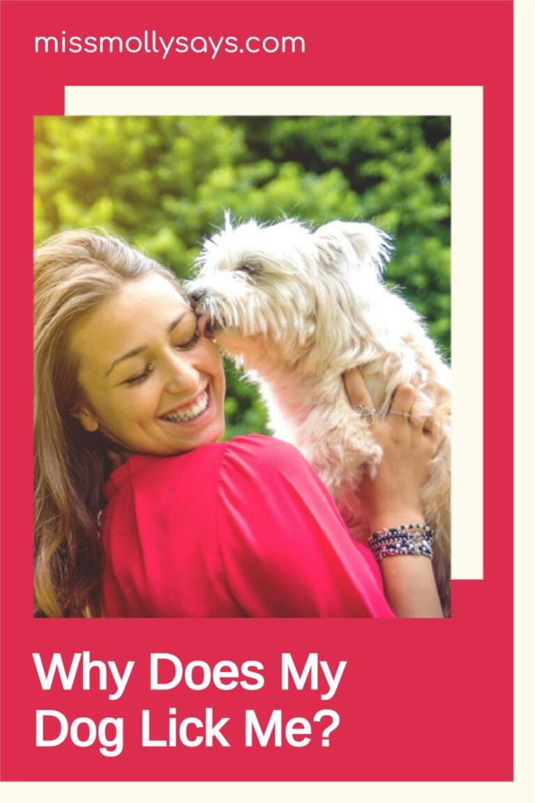 Why Does My Dog Lick Me? Miss Molly Says