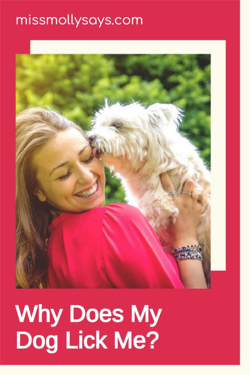Why Does My Dog Lick Me? Miss Molly Says