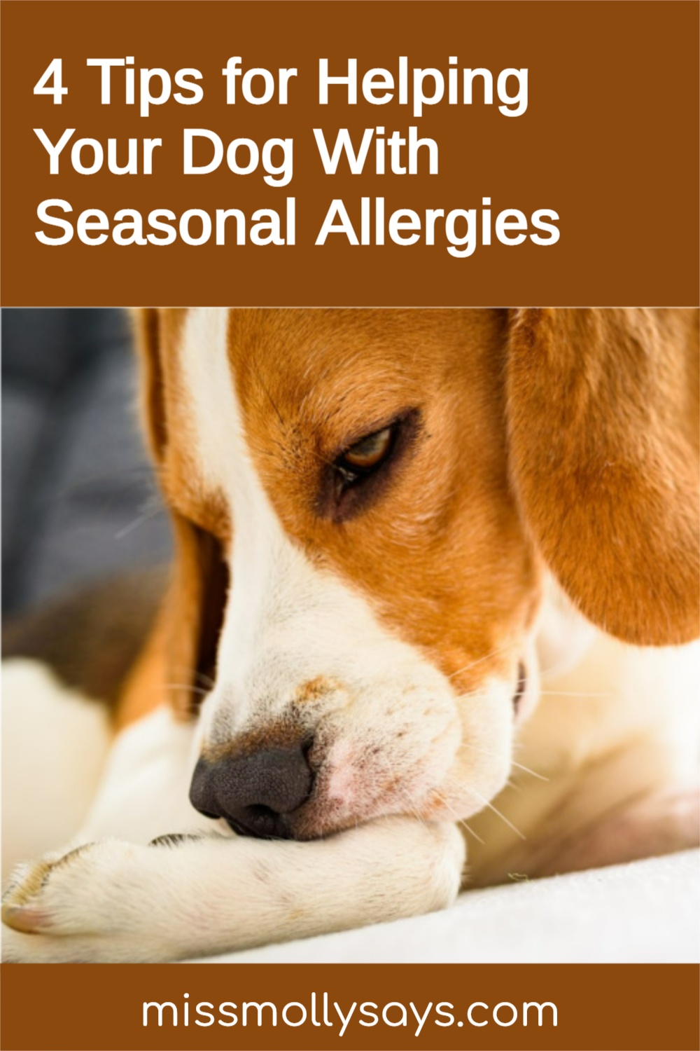 4 Tips for Helping Your Dog With Seasonal Allergies Miss Molly Says