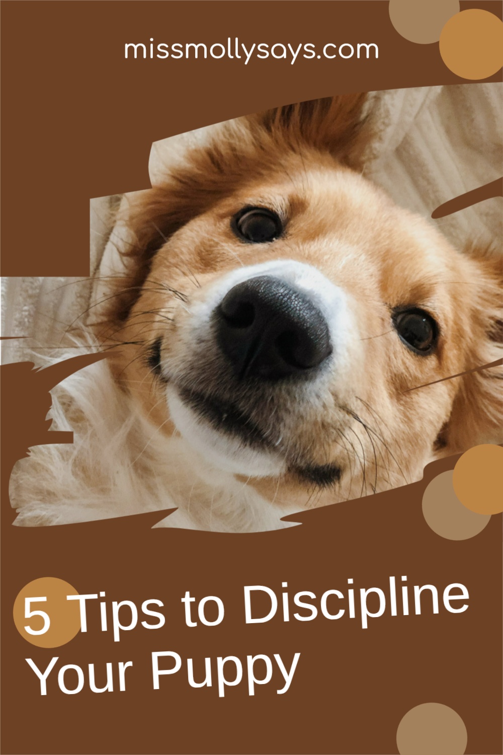 5 Tips to Discipline Your Puppy Miss Molly Says