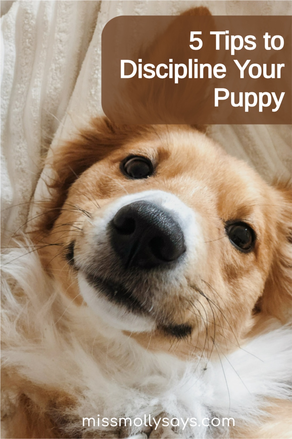 5 Tips to Discipline Your Puppy Miss Molly Says