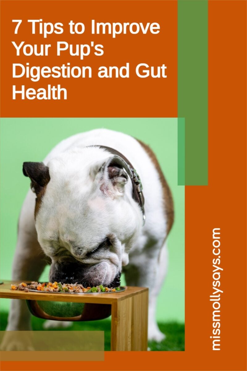 Picture Idea: 7 Tips To Improve Your Pup S Digestion And Gut