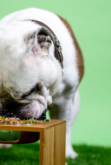 Bull dog eating fresh food from a raised food bowl
