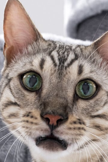 Cat with wide-eyed expression