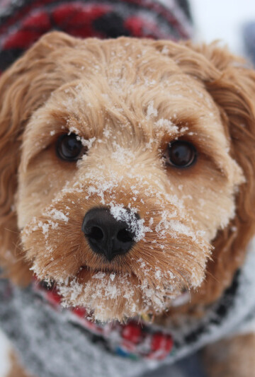 Cavadoodle dog swearing a sweater in the snow