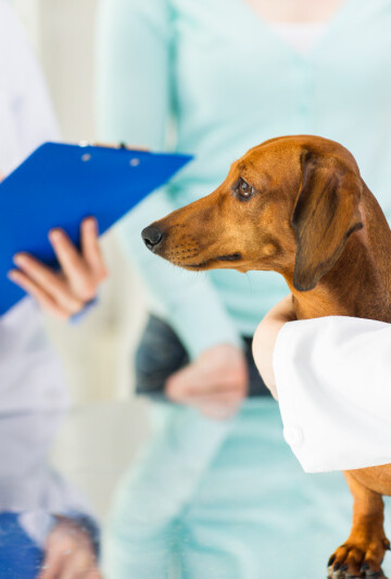 Dachshund dog being examined at the vet