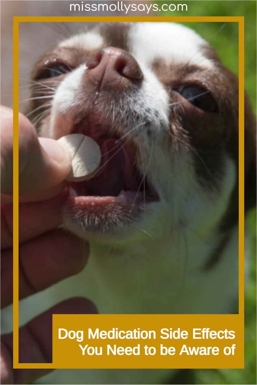 Dog Medication Side Effects You Need to be Aware of Miss Molly Says