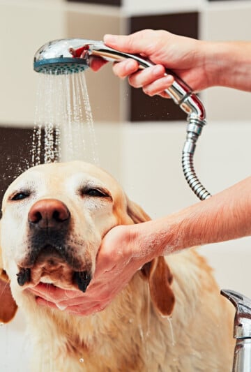 Bathing of the yellow labrador retriever with a handheld shower