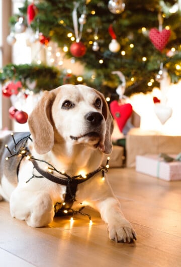 Dog laying by a Christmas tree