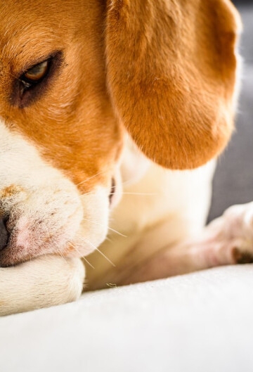 Dog licking his leg