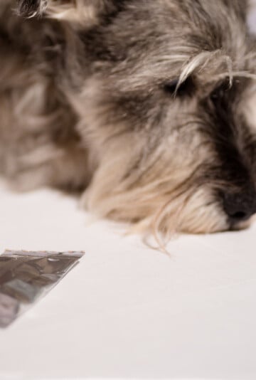 Dog with dog medication beside him