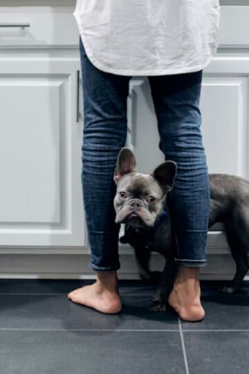 French Bull dog standing between owners leg on tiled floor in kitchen