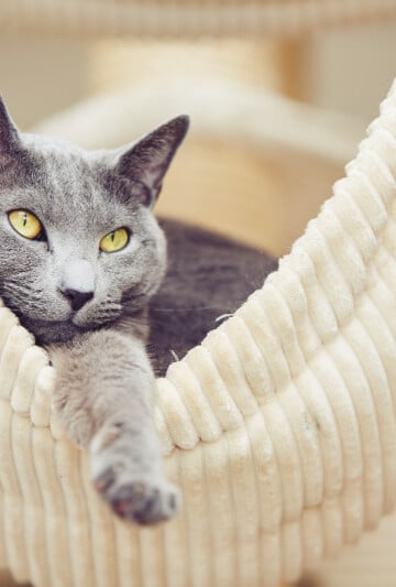 Portrait of the Russian blue cat in a cat hammock