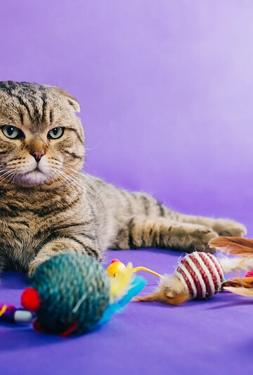 Gray cat laying in front of cat toys
