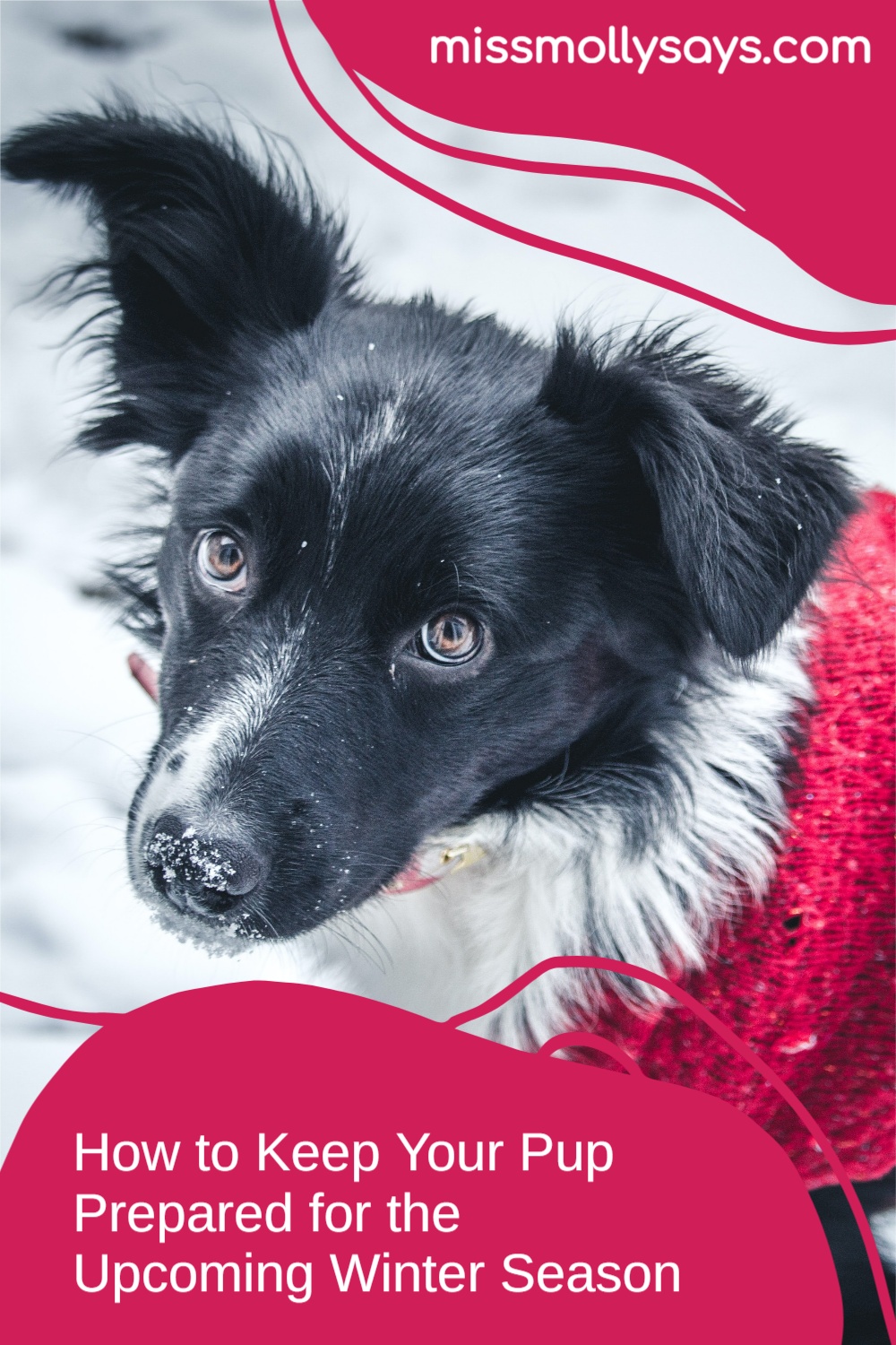 How to Keep Your Pup Prepared for the Upcoming Winter Season