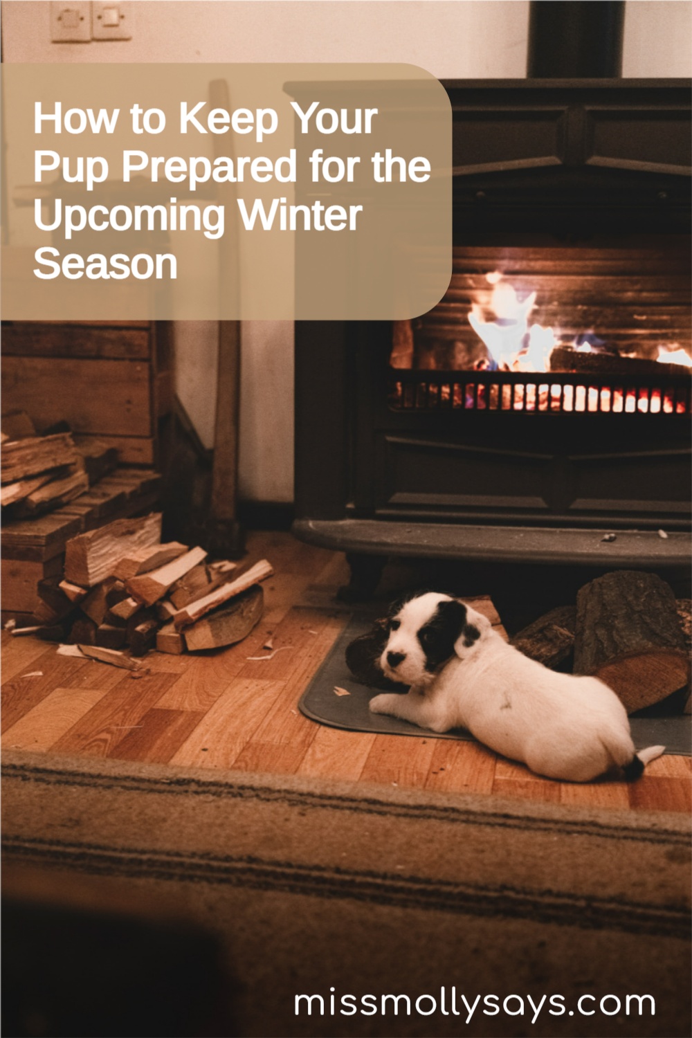 How to Keep Your Pup Prepared for the Upcoming Winter Season