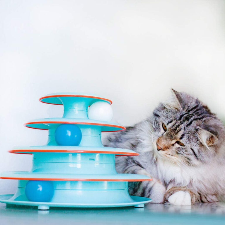 6 of the Best Cat Enrichment Toys Miss Molly Says
