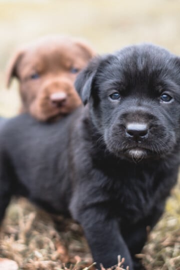 Small black puppy with brown puppy in background