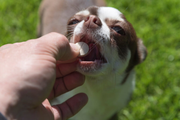 Dog Medication Side Effects You Need to be Aware of Miss Molly Says