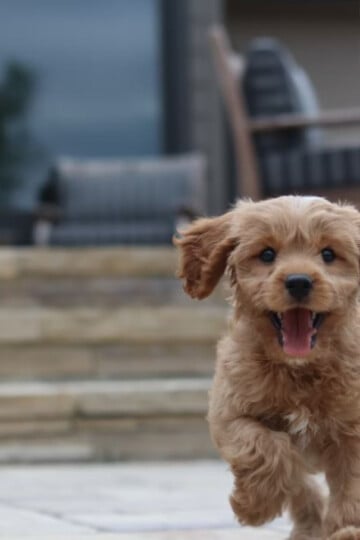 Beautiful small puppy