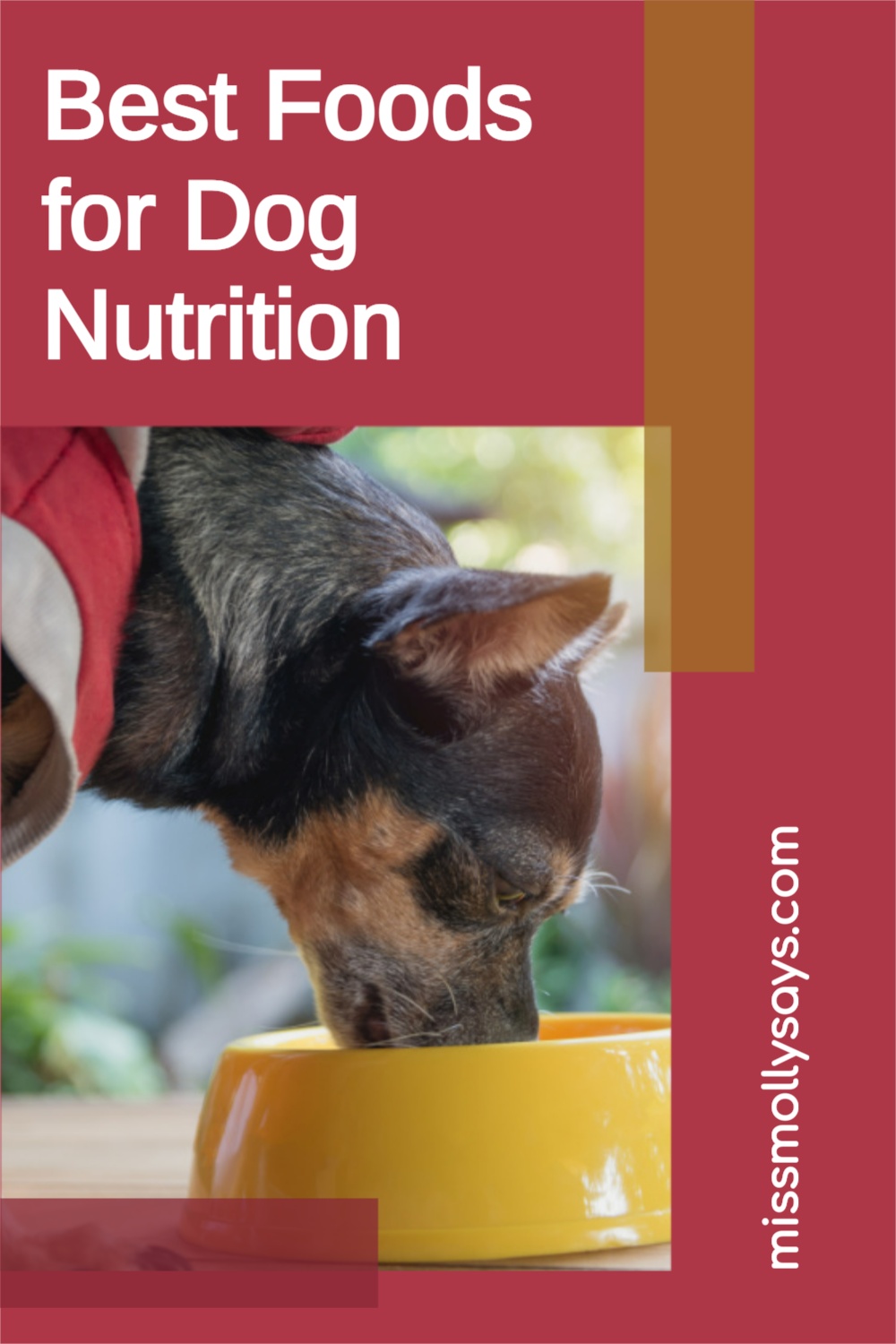 Best Foods for Dog Nutrition Miss Molly Says