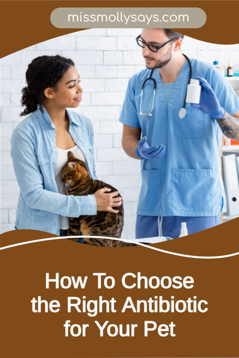 How To Choose the Right Antibiotic for Your Pet Miss Molly Says