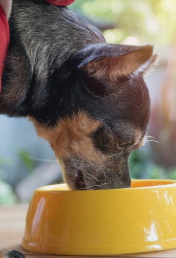 Small Chihuahua in red shirt eating from a yellow bowl