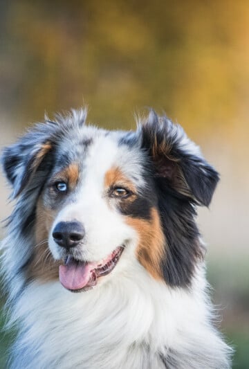Beautiful Australian Shepherd