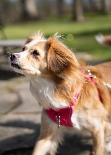 Beautiful small dog being walked on a leash