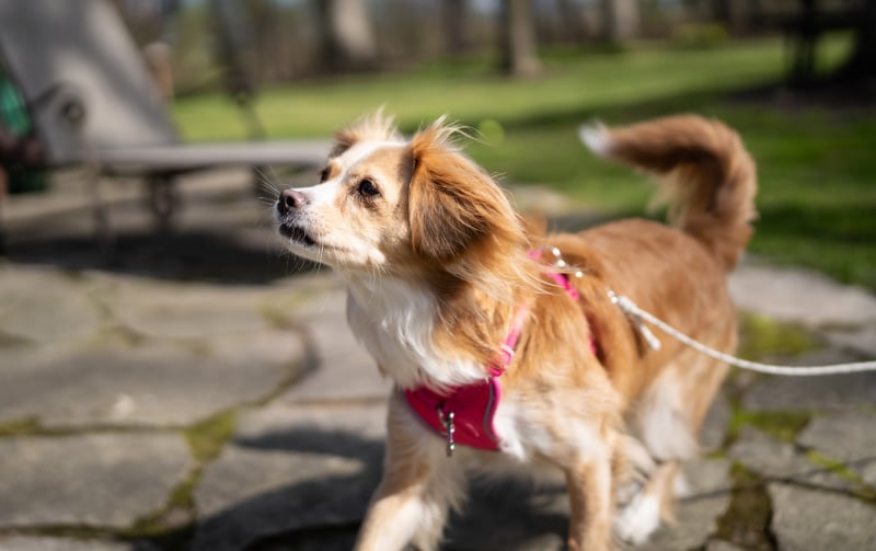 Dog Leashes Different Types and Usage Scenarios
