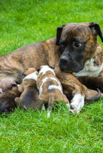 Boxer dog with her nursing puppies