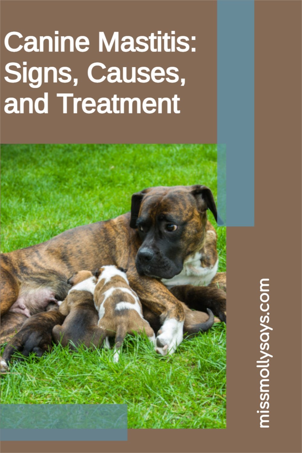 Canine Mastitis Signs, Causes, and Treatment Miss Molly Says