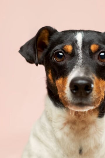Closeup of beautiful small black and white dog.