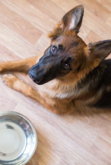German Shepherd dog laying beside empty stainless steel dog bowl looking up.