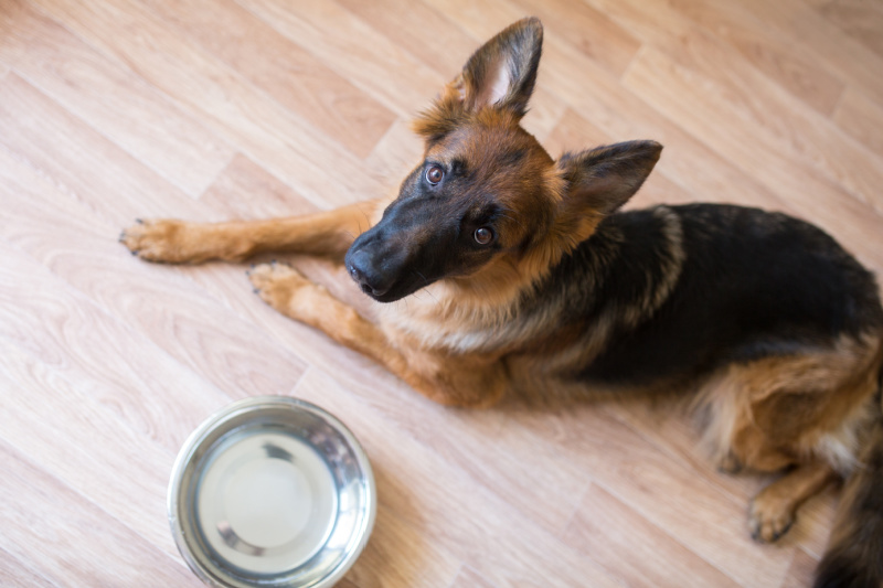 How to Train Your Dog to Eat Slower? Miss Molly Says
