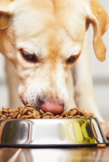 Golden-colored large dog eating kibble from stainless steel dog bowl