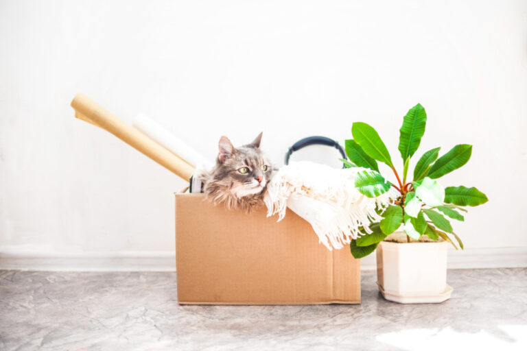 View of How to Keep Your Home Flea Free - Miss Molly Says