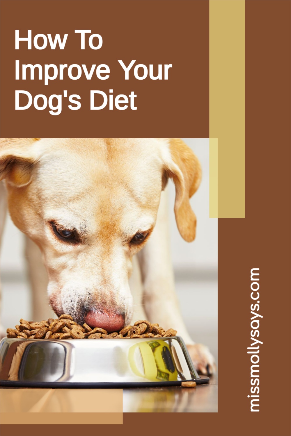 How To Improve Your Dog's Diet Miss Molly Says