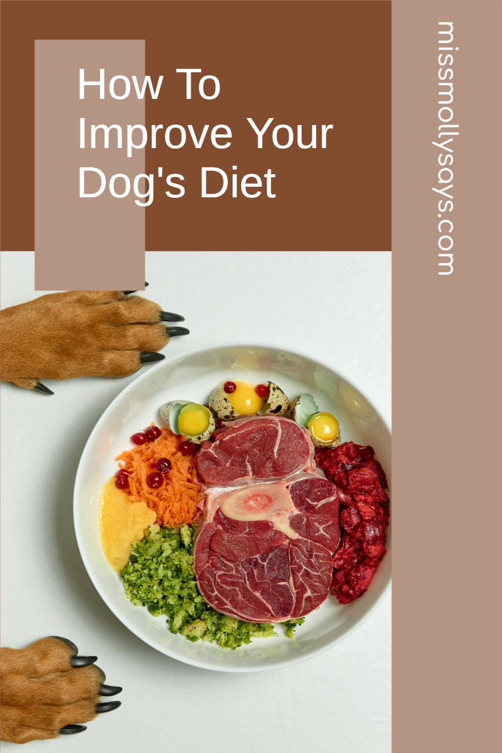 How To Improve Your Dog's Diet Miss Molly Says