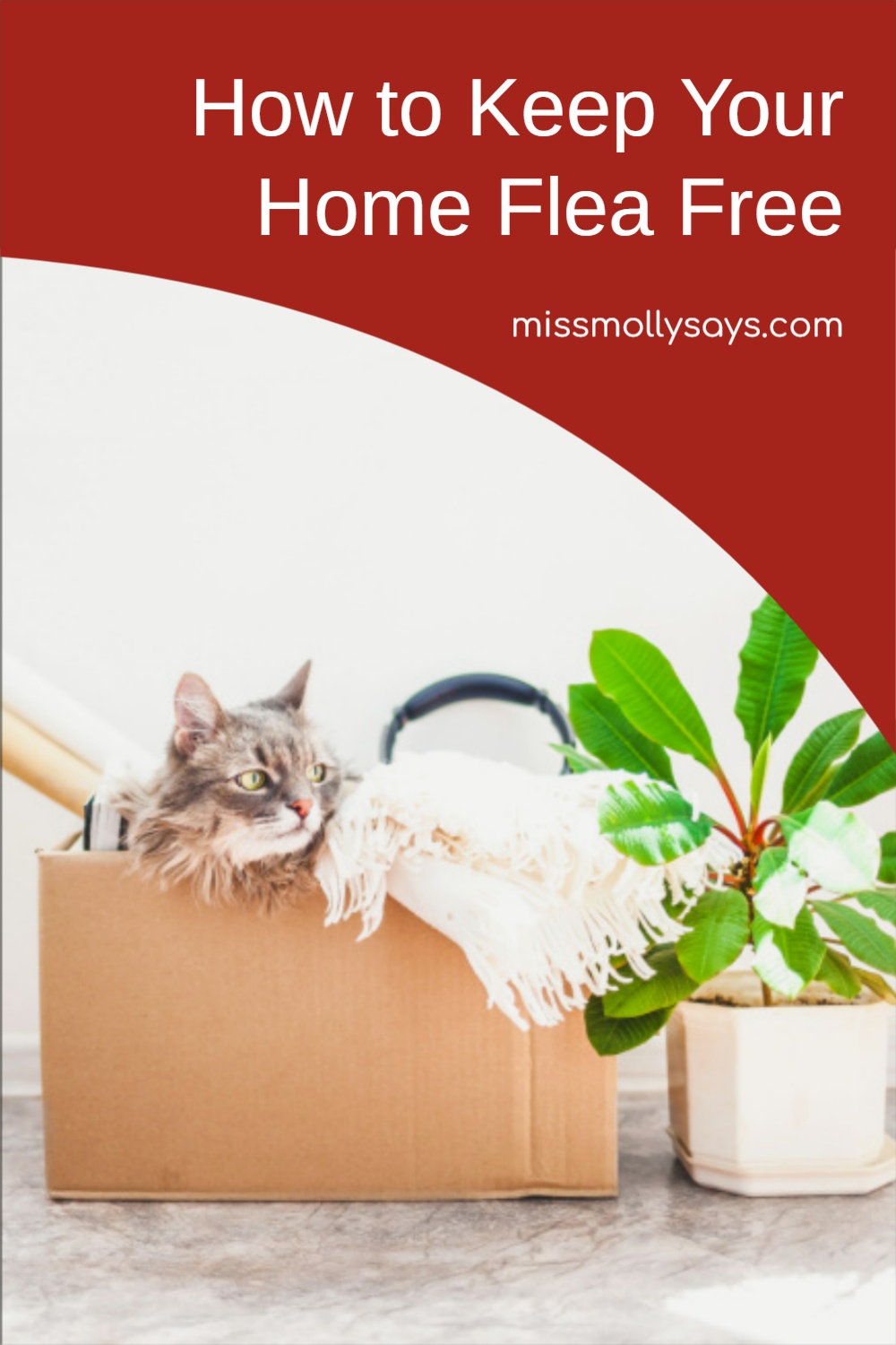 How to Keep Your Home Flea Free Miss Molly Says