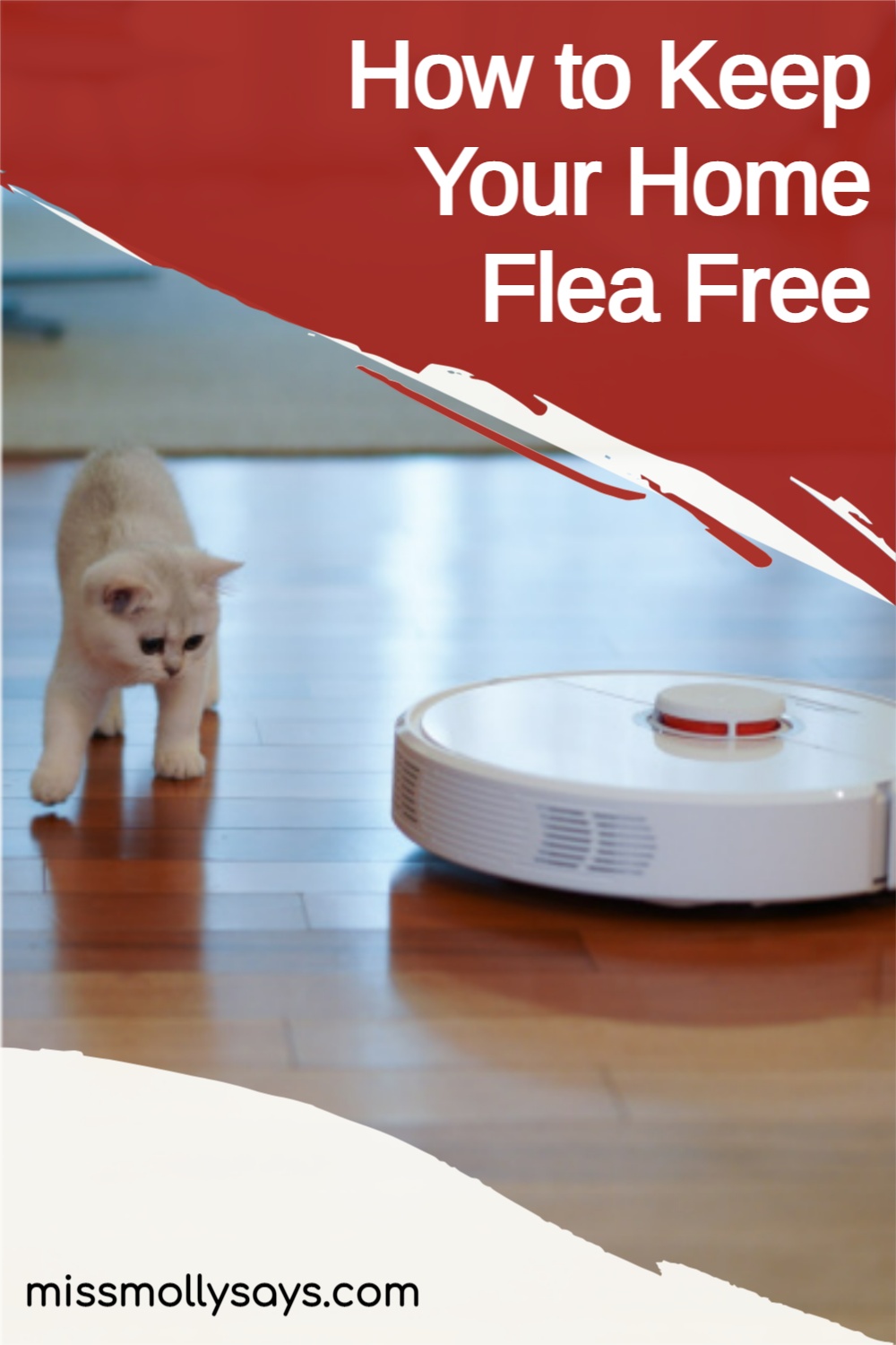 How to Keep Your Home Flea Free Miss Molly Says